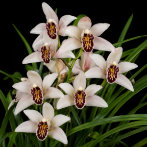 Cymbidium sanderae - Sander's Cymbidium - 10+ Seed Pack