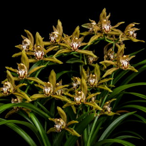 Cymbidium schroederi - Schroeder's Cymbidium - 10+ Seed Pack