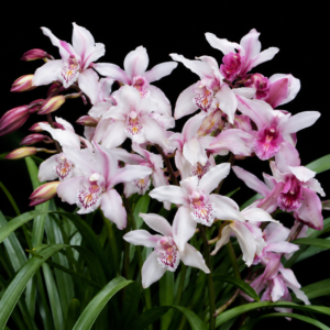 Cymbidium seidenfadenii - 10+ Seed Pack