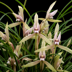 Cymbidium serratum - Serrate Cymbidium - 10+ Seed Pack