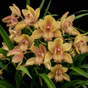 Cymbidium sichuanicum - Sichuan Cymbidium - 10+ Seed Pack