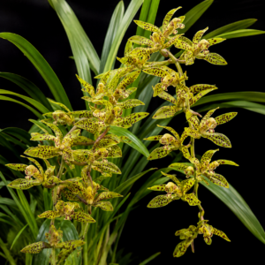 Cymbidium sigmoideum - The "S" Shaped Cymbidium - 10+ Seed Pack