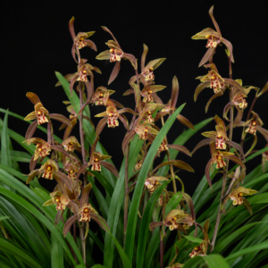 Cymbidium sinense - Chinese Cymbidium - 10+ Seed Pack