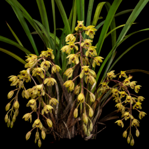 Cymbidium suave - Snake Orchid - 10+ Seed Pack