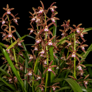 Cymbidium suavissimum - The Softest Cymbidium - 10+ Seed Pack