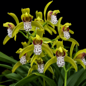 Cymbidium tigrinum - Tiger Cymbidium - 10+ Seed Pack