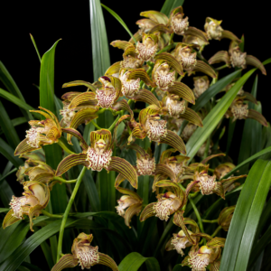 Cymbidium tracyanum - Tracy’s Cymbidium - 10+ Seed Pack