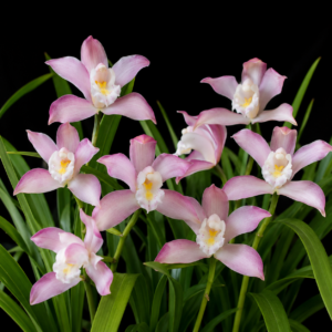 Cymbidium wadae - Wada's Cymbidium - 10+ Seed Pack
