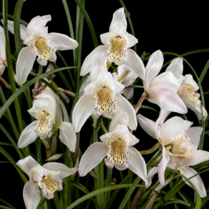Cymbidium wenshanense - Wenshan Cymbidium - 10+ Seed Pack