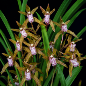 Cymbidium whiteae - White's Cymbidium - 10+ Seed Pack