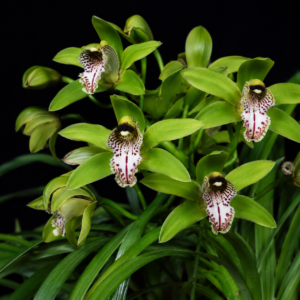 Cymbidium wilsonii - Wilson’s Cymbidium - 10+ Seed Pack