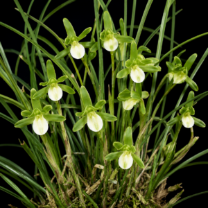 Cymbidium xichouense - 10+ Seed Pack