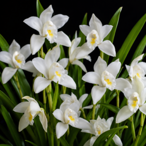 Cymbidium × ballianum (Cymbidium eburneum x Cymbidium mastersii) - 10+ Seed Pack