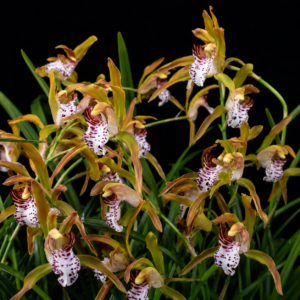 Cymbidium × baoshanense - 10+ Seed Pack