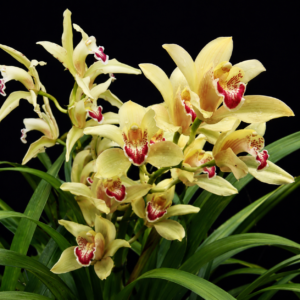 Cymbidium × charlesworthii (Cymbidium lowianum x Cymbidium mastersii) - 10+ Seed Pack