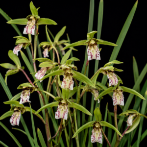 Cymbidium × dilatatiphyllum (Cymbidium lancifolium x Cymbidium qiubeiense) - 10+ Seed Pack