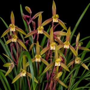 Cymbidium × nishiuchianum (Cymbidium goeringii x Cymbidium kanran) - Nishiuchi's Cymbidium - 10+ Seed Pack