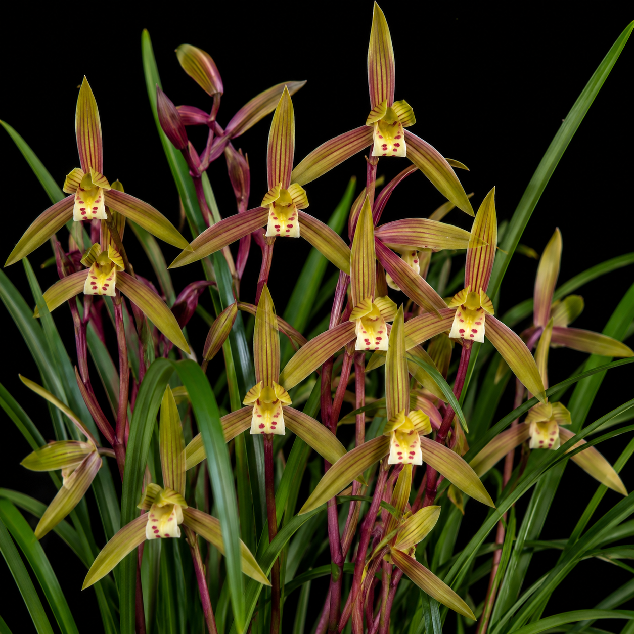 Cymbidium × nishiuchianum (Cymbidium goeringii x Cymbidium kanran) - Nishiuchi's Cymbidium - 10+ Seed Pack