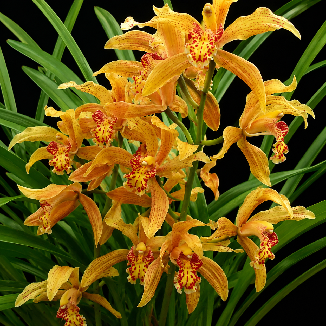 Cymbidium × woodlandense (Cymbidium mastersii x Cymbidium tracyanum) - 10+ Seed Pack
