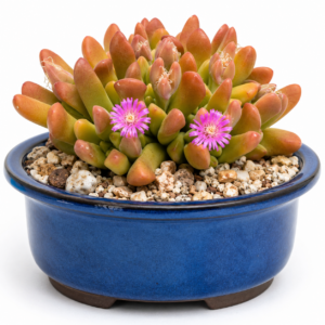Gibbaeum esterhuyseniae - Bonnie Humpfig; Elsie Se Gibbaeum - 5 Seed Pack