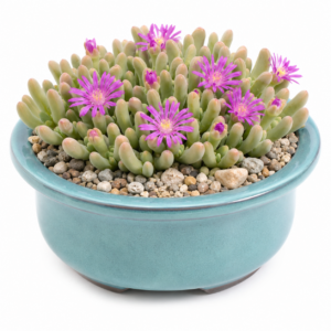 Gibbaeum geminum - Finger Humpfig - 5 Seed Pack