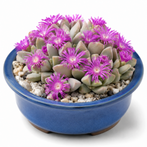 Gibbaeum hartmannianum - Ruens Humpfig - 5 Seed Pack
