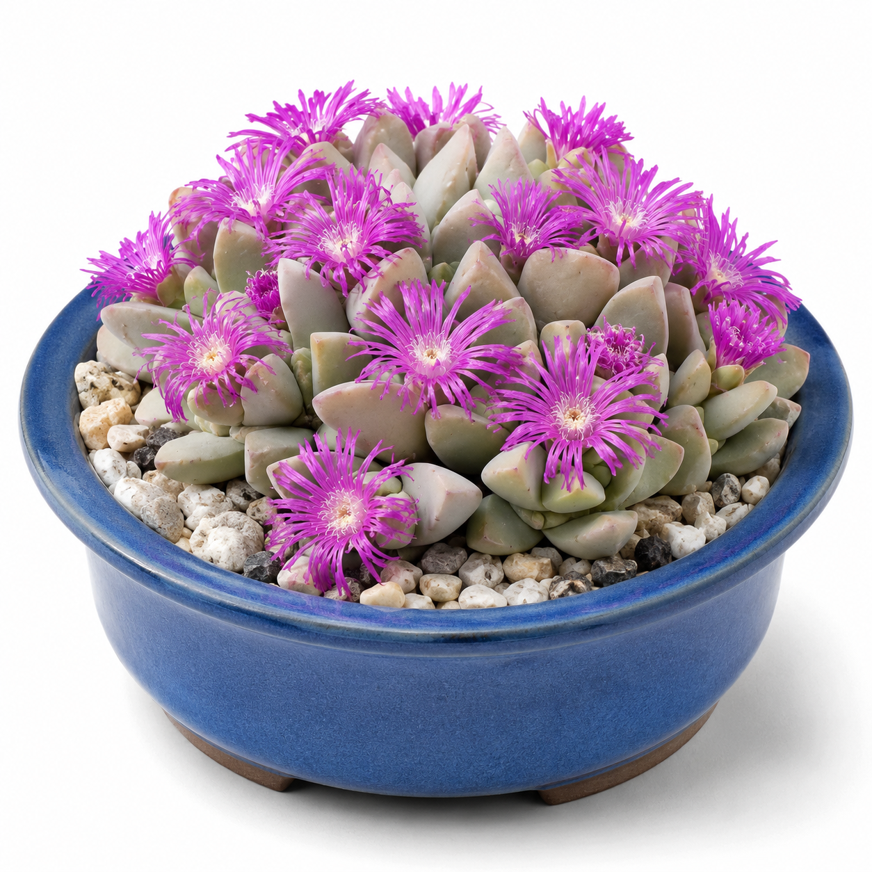 Gibbaeum hartmannianum - Ruens Humpfig - 5 Seed Pack