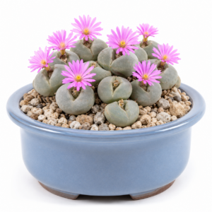 Gibbaeum nebrownii - Sunken Humpfig - 5 Seed Pack