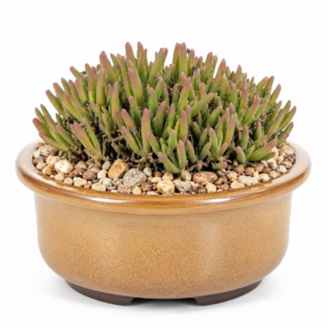 Gibbaeum pachypodium - Stalk Humpfig - 5 Seed Pack