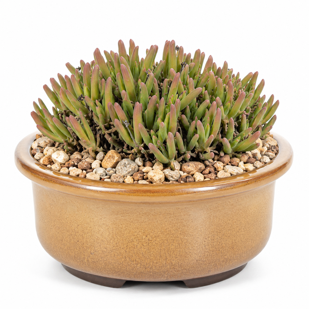 Gibbaeum pachypodium - Stalk Humpfig - 5 Seed Pack