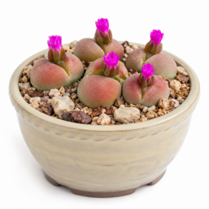 Gibbaeum pilosulum Pink Flower - Oldman Humpfig - 5 Seed Pack