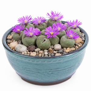 Gibbaeum pilosulum Purple Flower - Oldman Humpfig - 5 Seed Pack