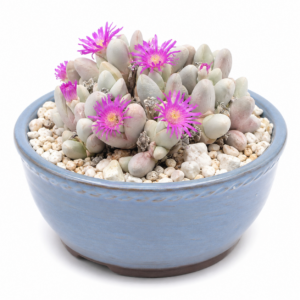 Gibbaeum pubescens - Fishlips Humpfig; Visbekvygie - 5 Seed Pack