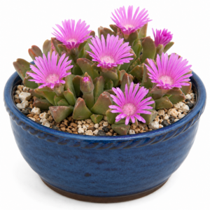 Gibbaeum schwantesii Pink Flowers - Velvet Humpfig - 5 Seed Pack