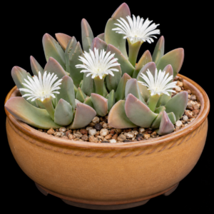 Gibbaeum schwantesii White Flowers - Velvet Humpfig - 5 Seed Pack