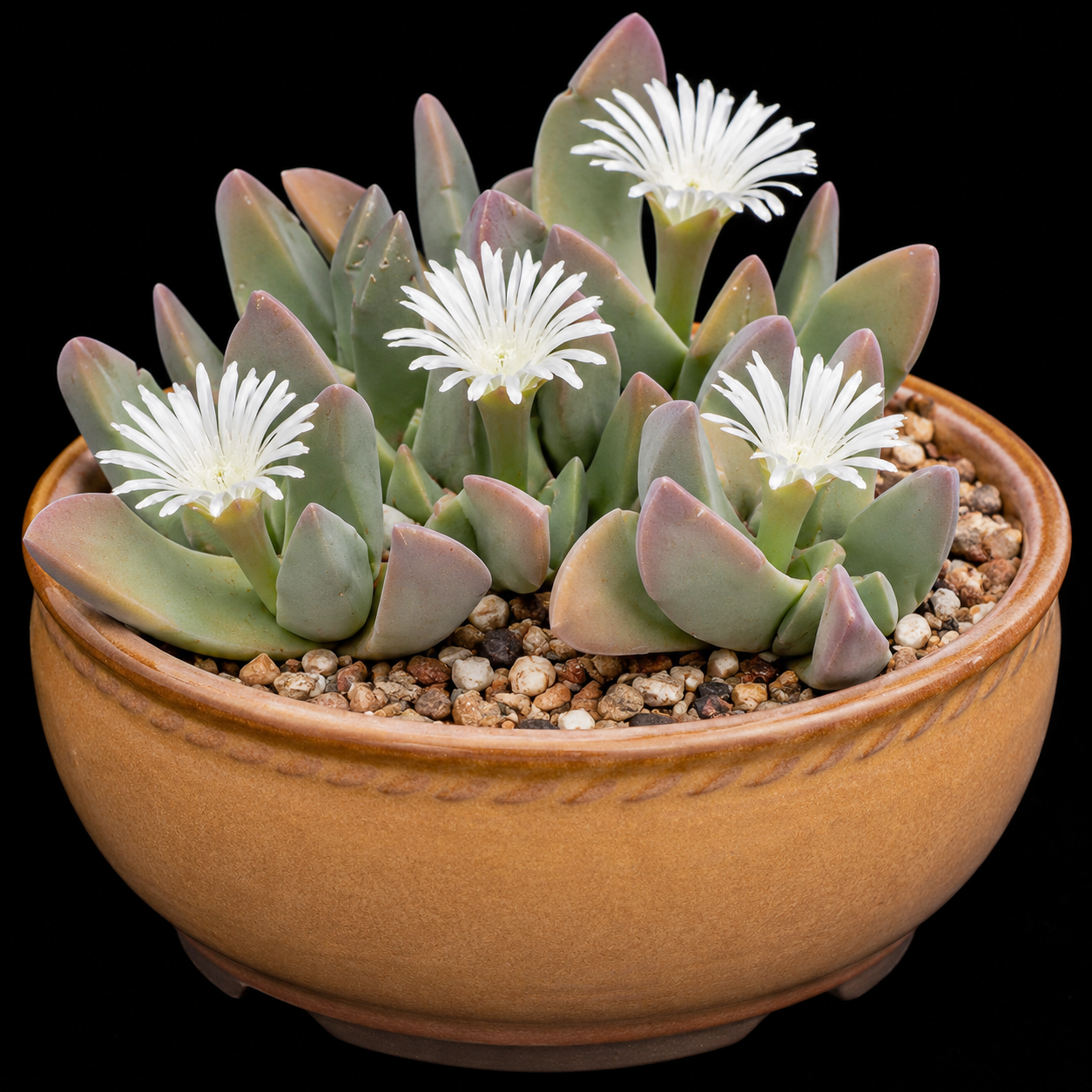 Gibbaeum schwantesii White Flowers - Velvet Humpfig - 5 Seed Pack