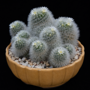 Mammillaria albicoma - 5 Seed Pack