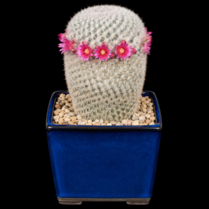 Mammillaria albilanata - 5 Seed Pack