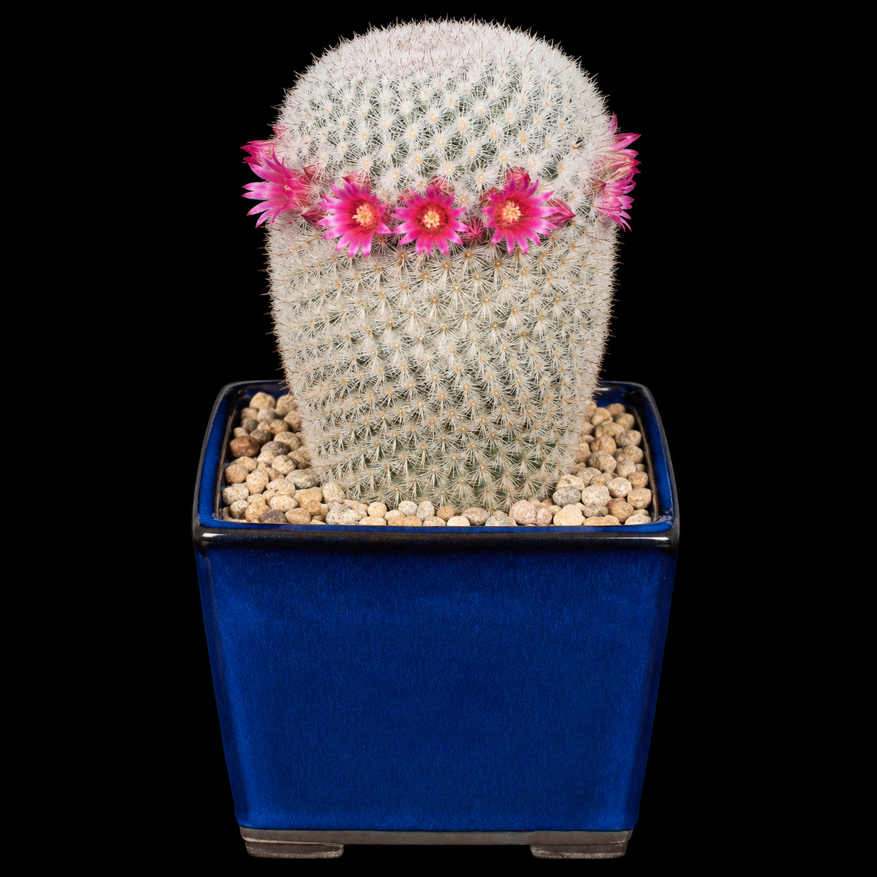 Mammillaria albilanata - 5 Seed Pack