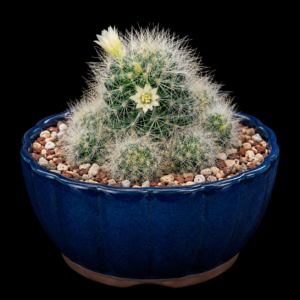 Mammillaria anniana - 5 Seed Pack