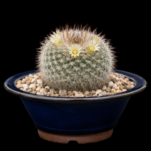 Mammillaria ariasii - 5 Seed Pack