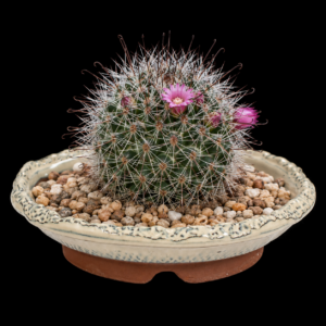 Mammillaria arreolae - 5 Seed Pack