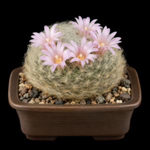 Mammillaria aureilanata - 5 Seed Pack