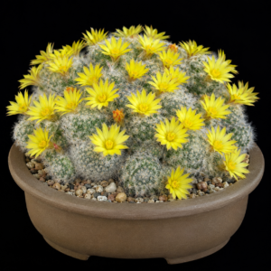 Mammillaria baumii - 5 Seed Pack