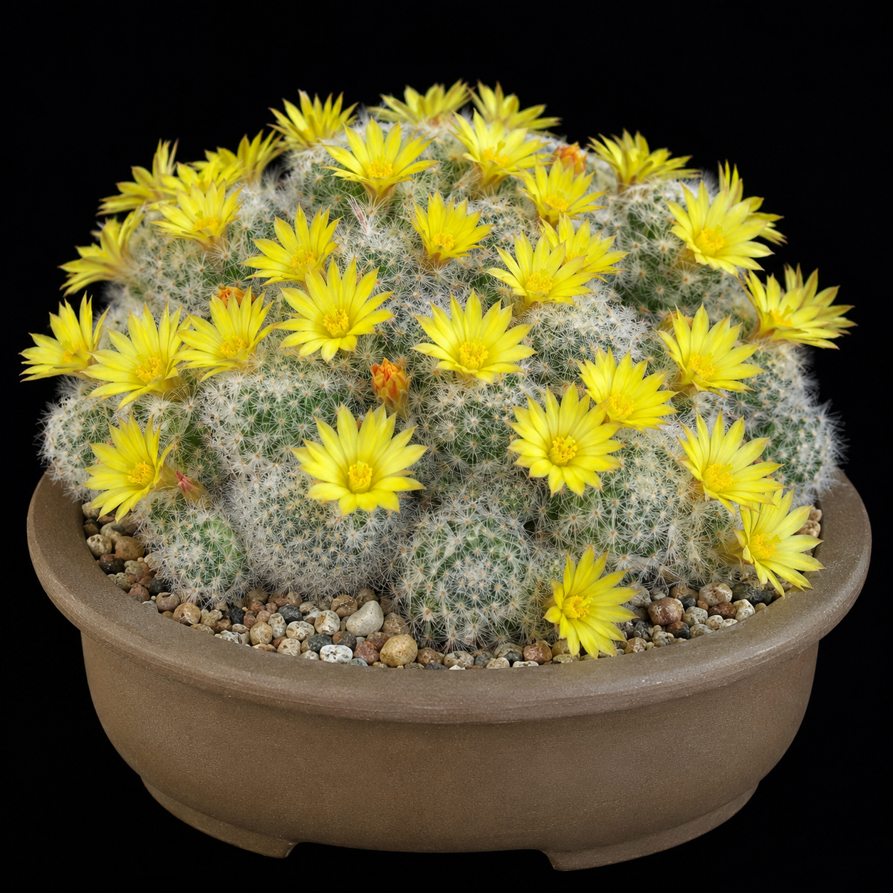 Mammillaria baumii - 5 Seed Pack
