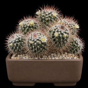 Mammillaria beiselii - 5 Seed Pack