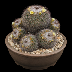 Mammillaria bocensis - 5 Seed Pack