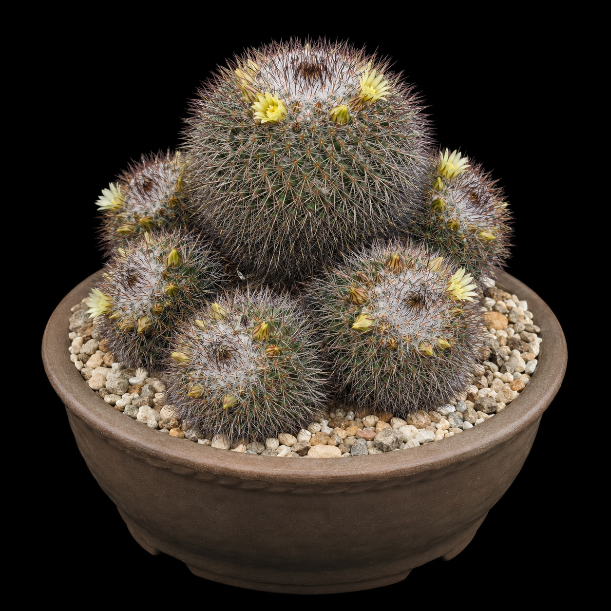 Mammillaria bocensis - 5 Seed Pack