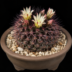 Mammillaria bocensis var. rubida - 5 Seed Pack