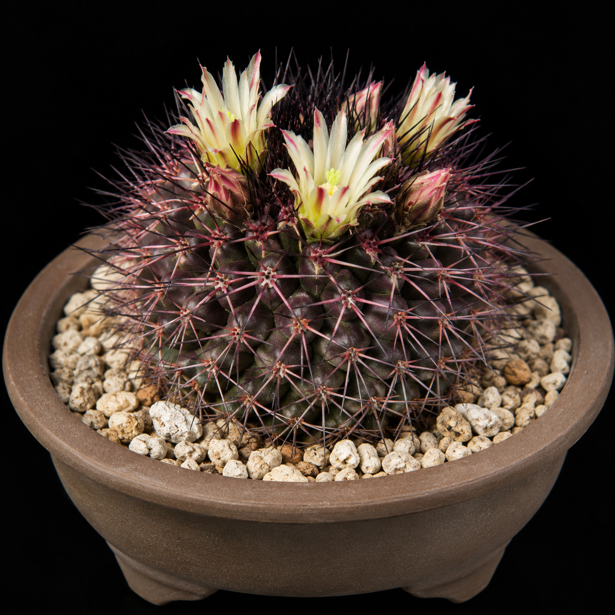 Mammillaria bocensis var. rubida - 5 Seed Pack